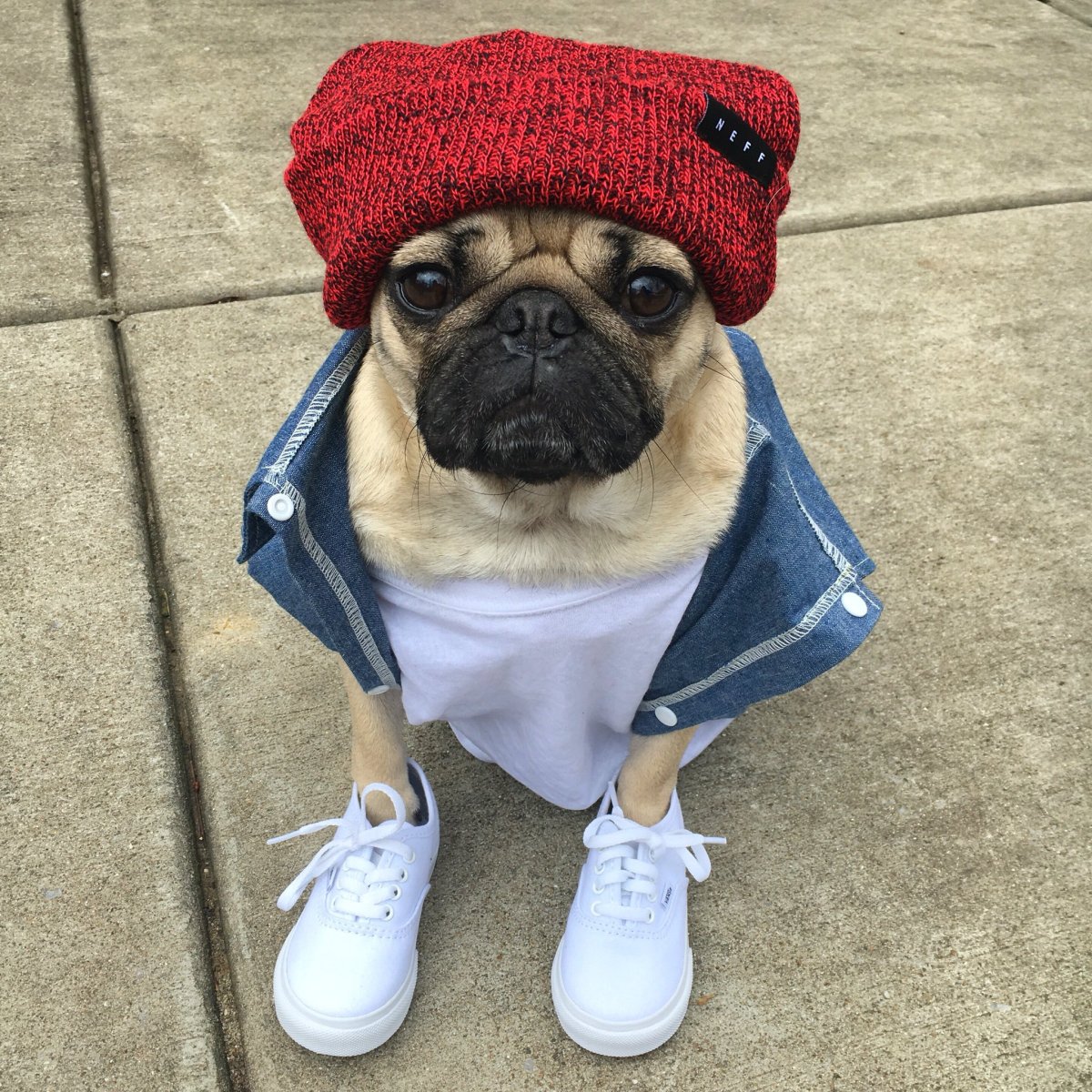 Мопс Даг Инстаграм