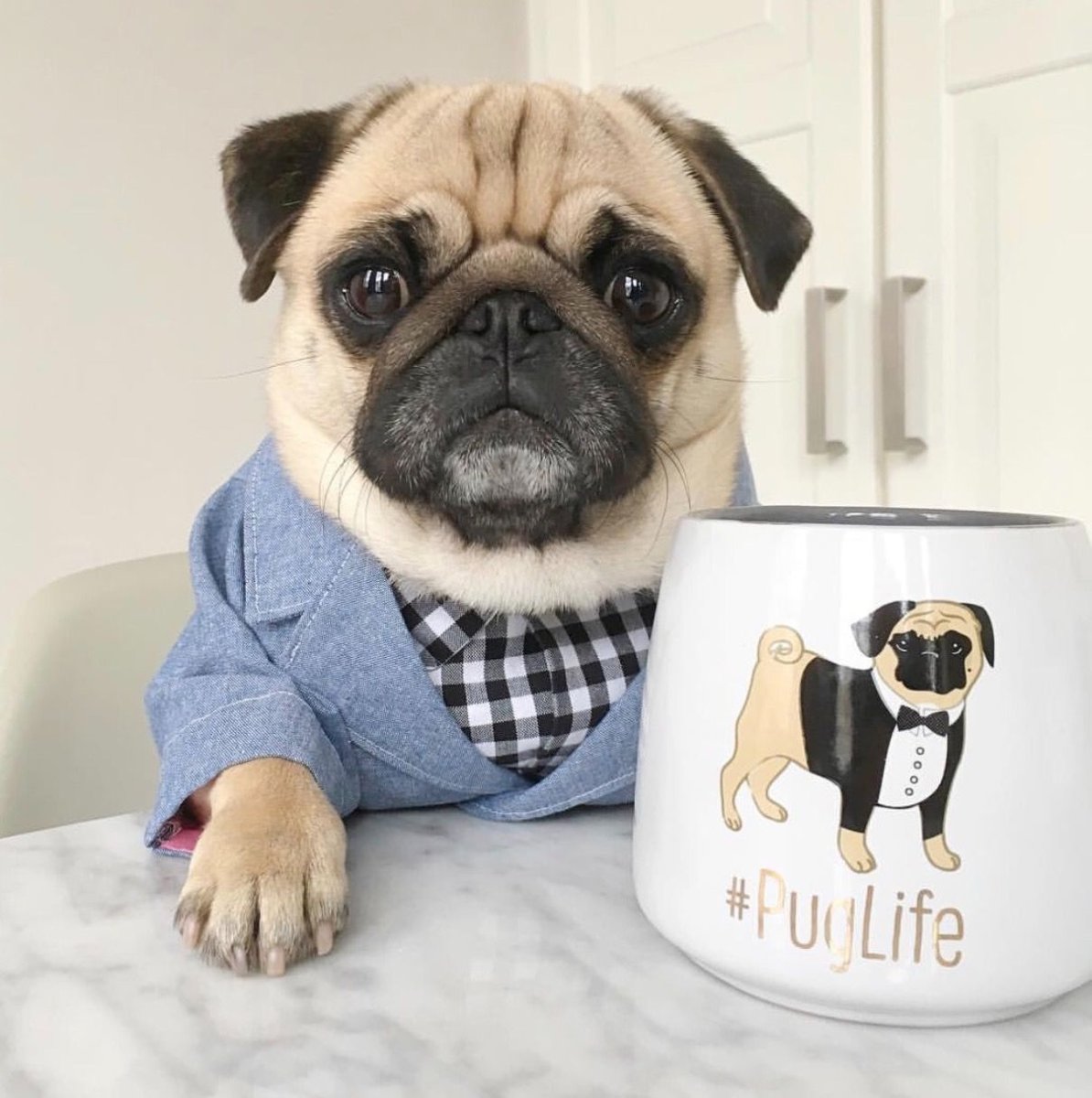 Доброе утро Мопс