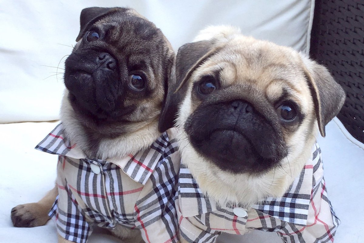 Мопс Джонни