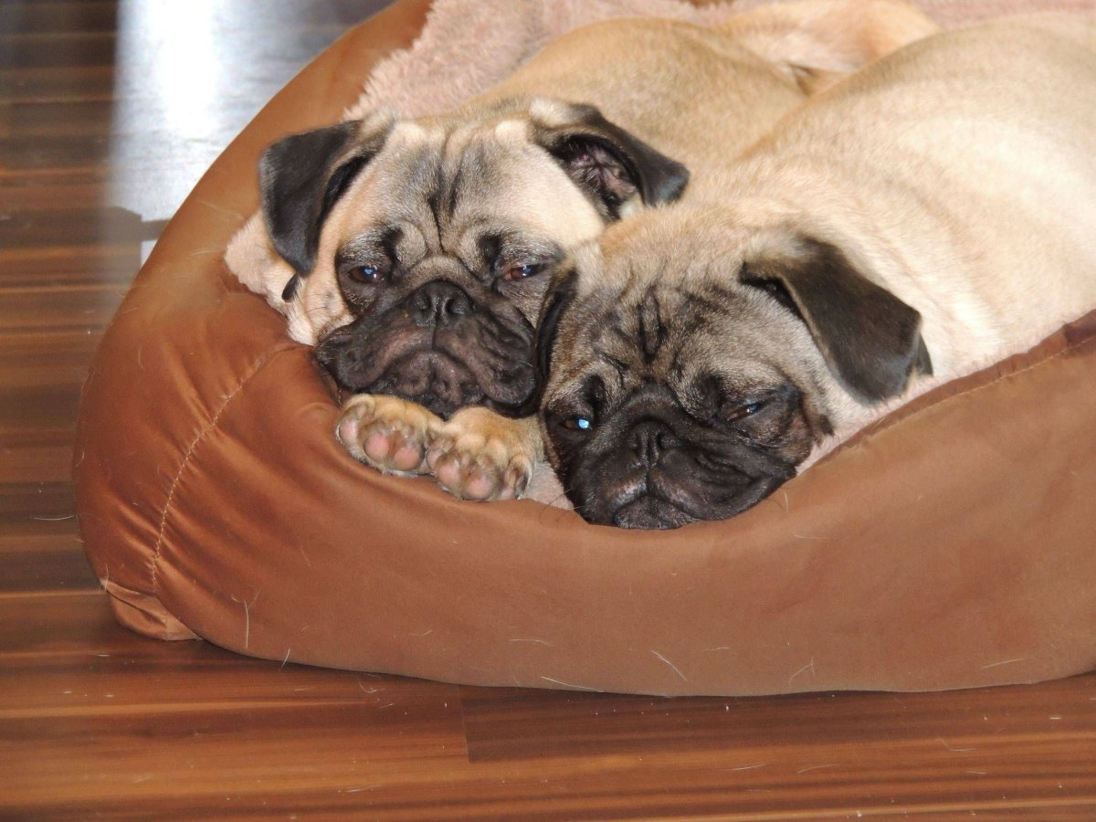 Джинсы мопсы женские