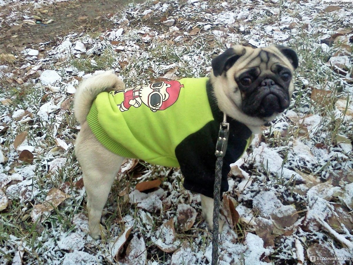 Дрессировка МОПСА