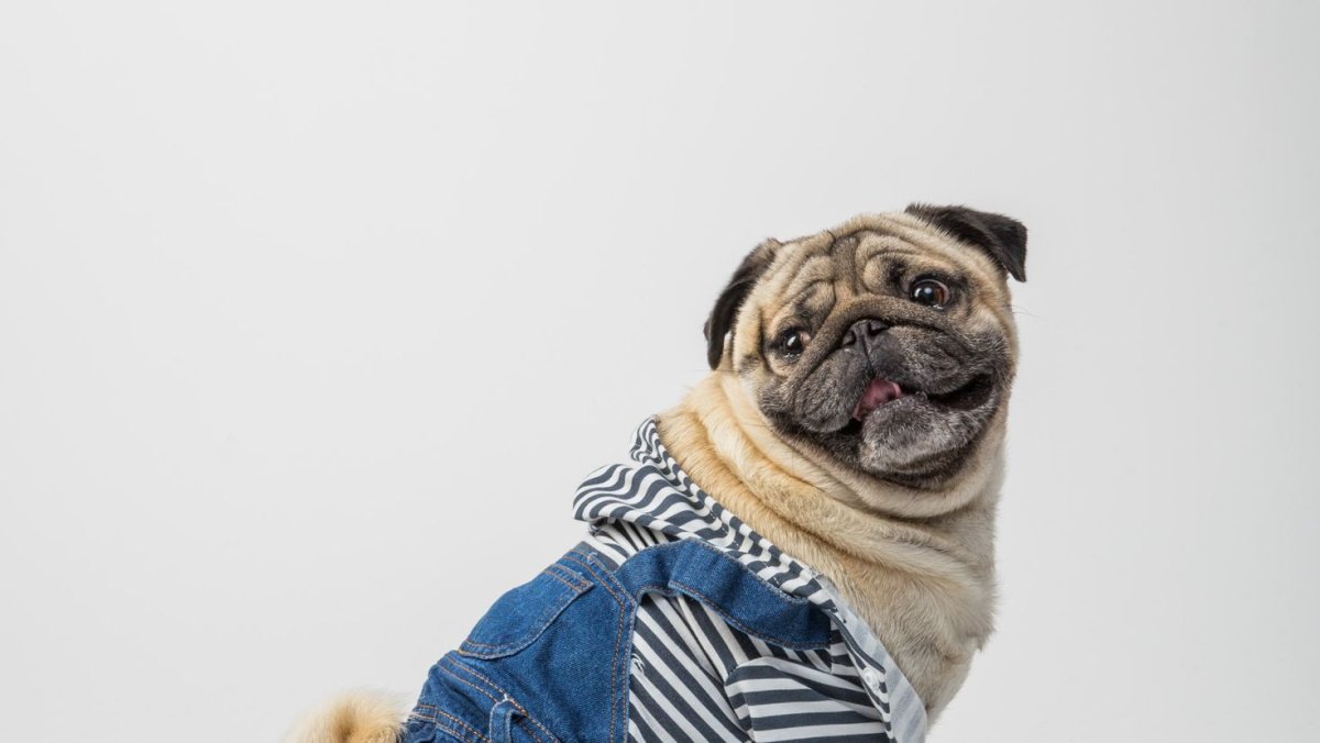 Новогодний Мопс