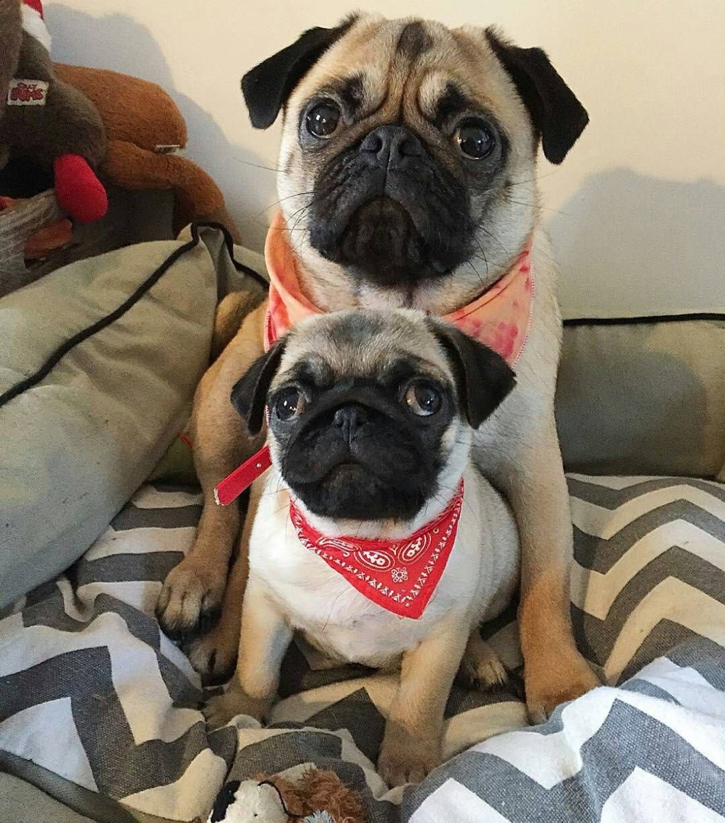 Мопс большой