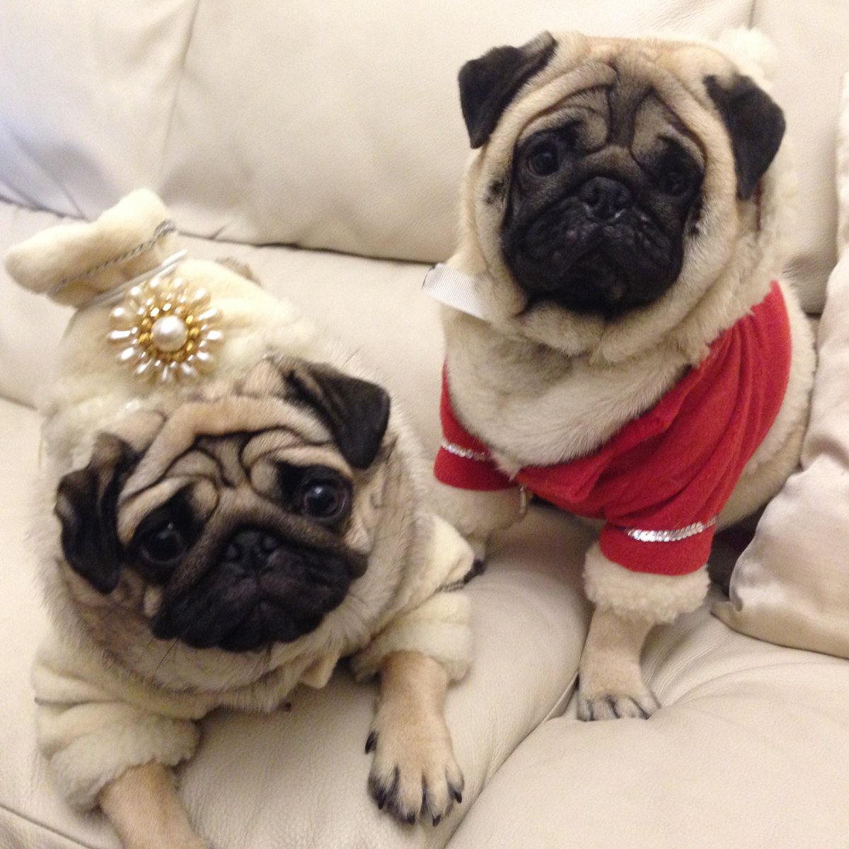 Мопс и Мопс чики чики Труляля