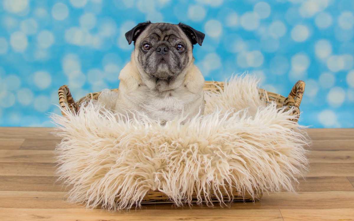 Картинки на рабочий стол Мопс