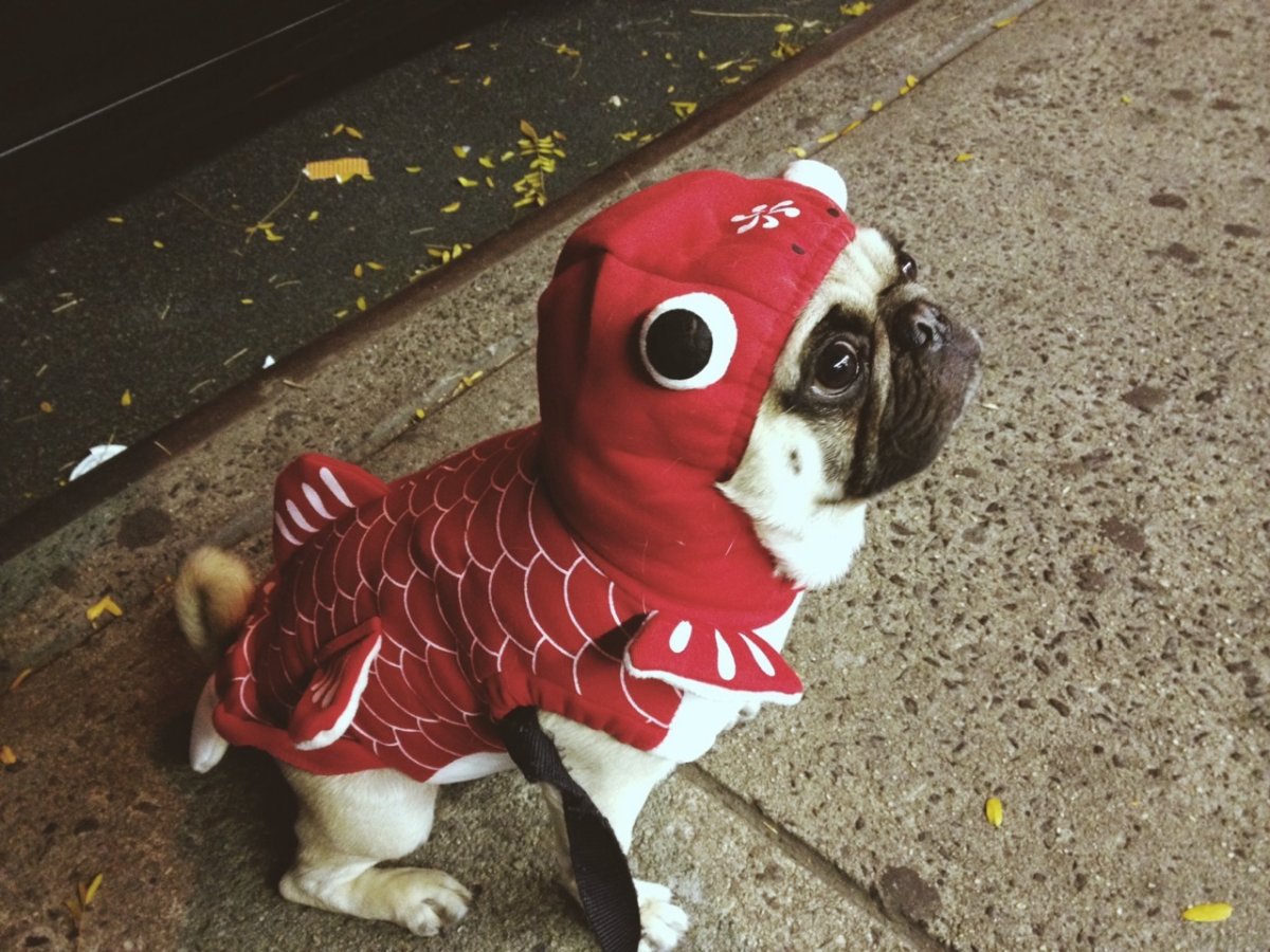 Собака Мопс пи Джей