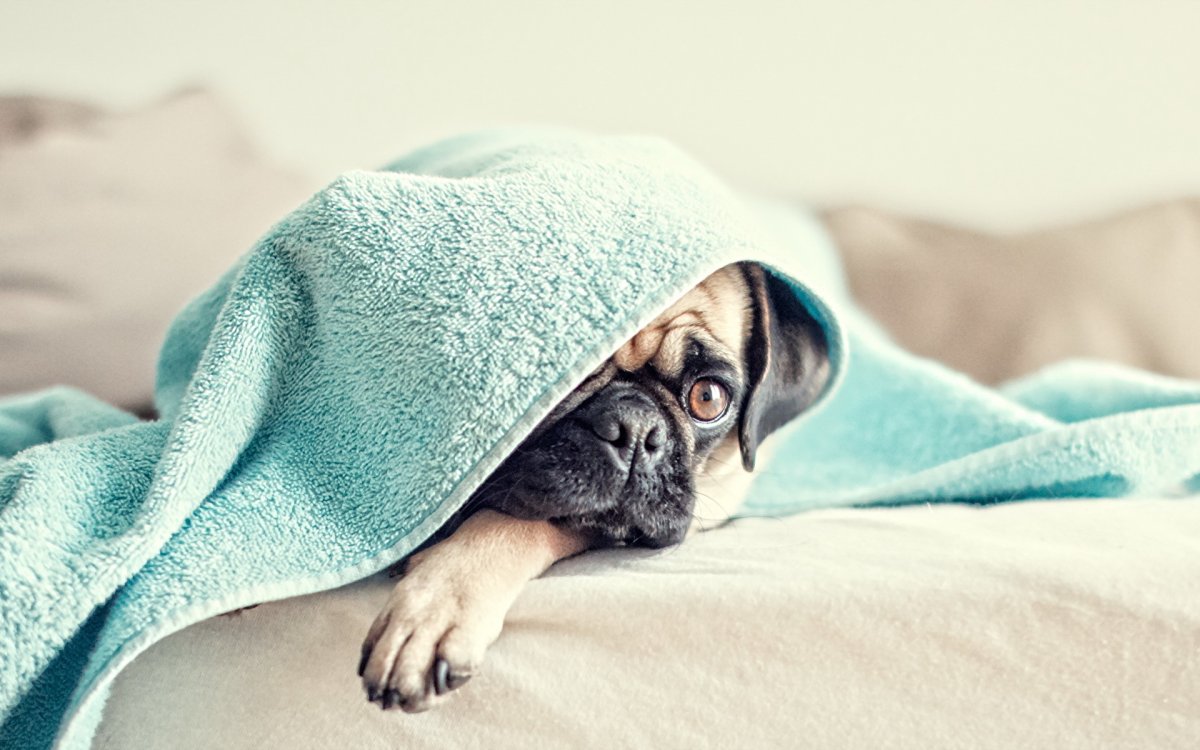 Собака под пледом