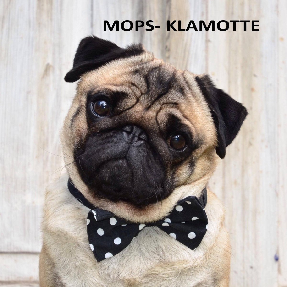 Мопсы и предубеждение