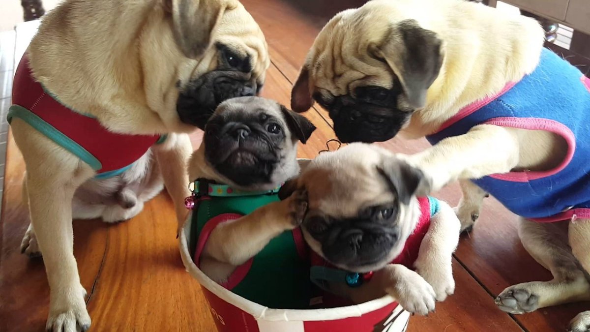 Мопс на роликах