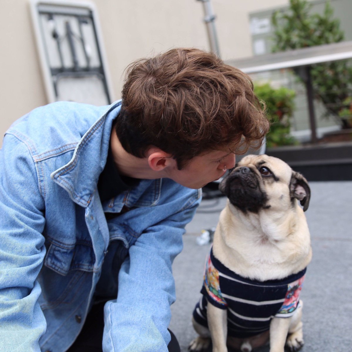 Мопс мальчик