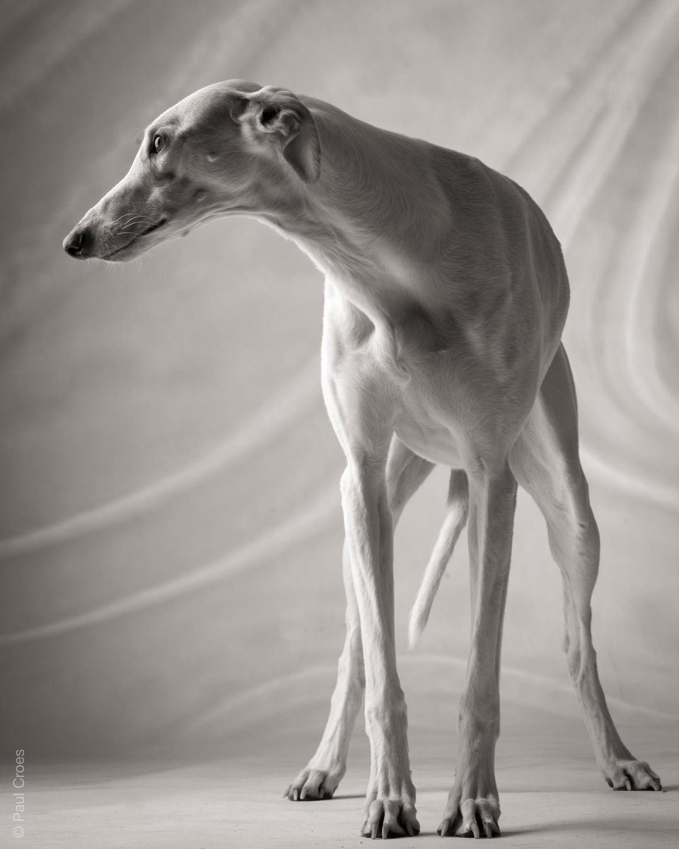 Гончая Грейхаунд