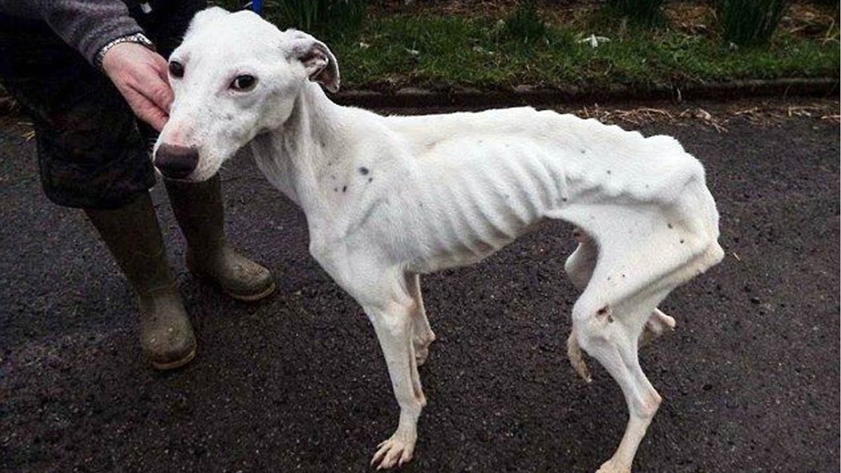 Худая собака