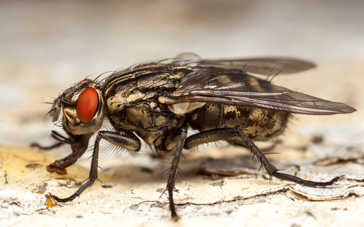 Слепень бычий Tabanus bovinus