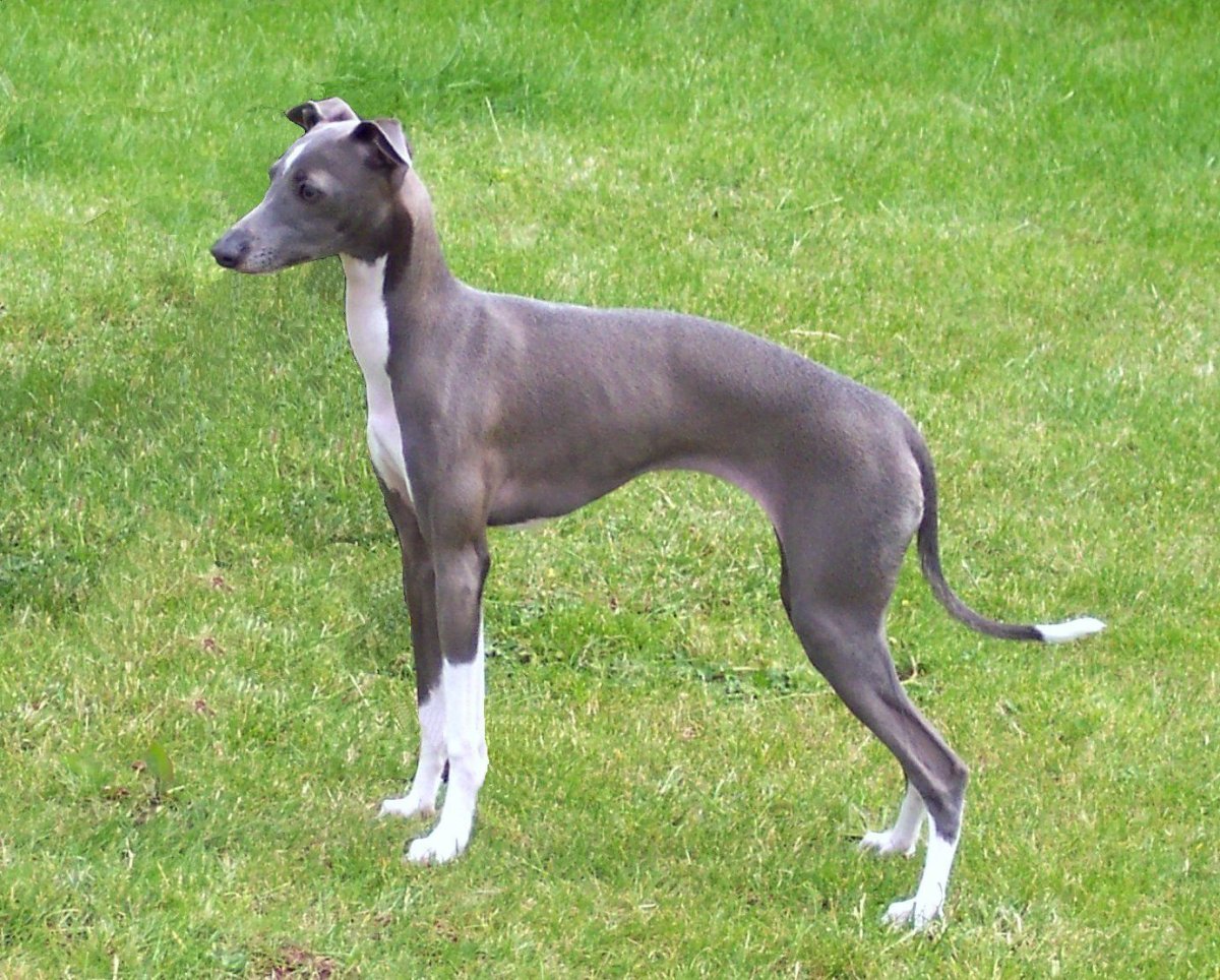 Левретка порода собак