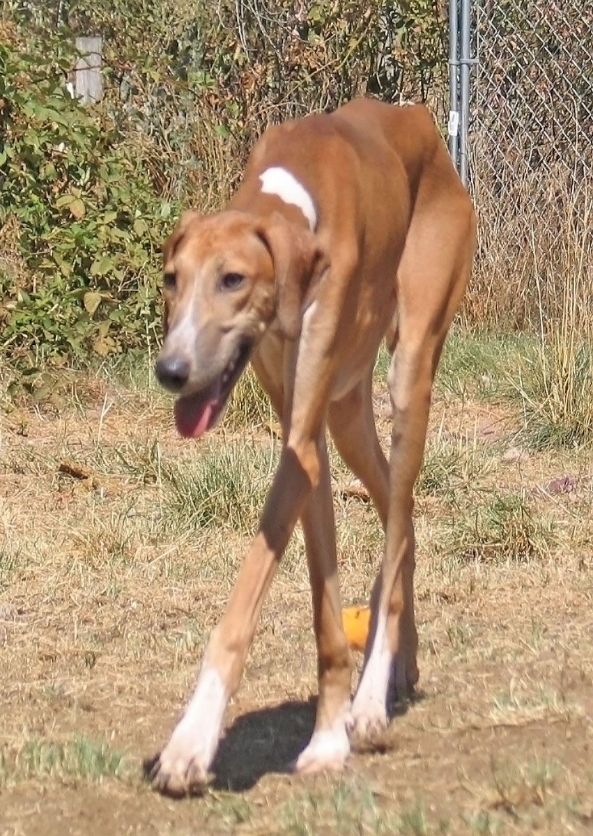 Азавак Африканская мини борзая