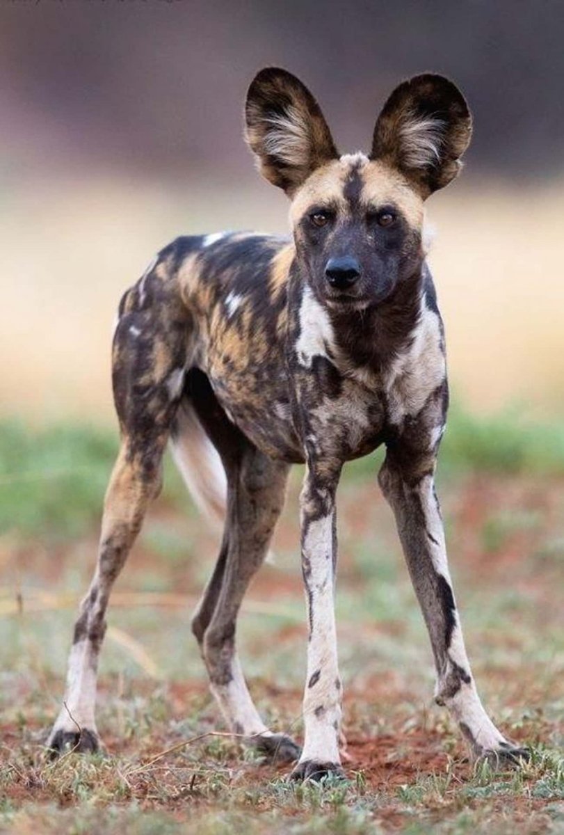 Дикая собака Гиеновидная