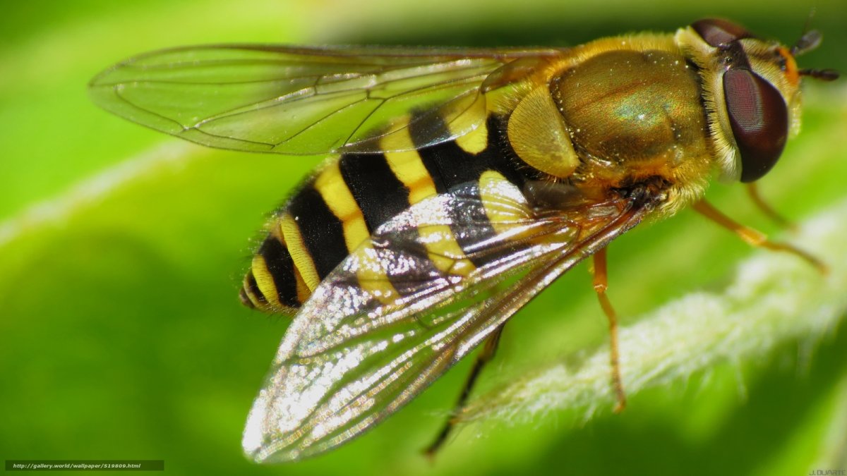 Комары мошки слепни