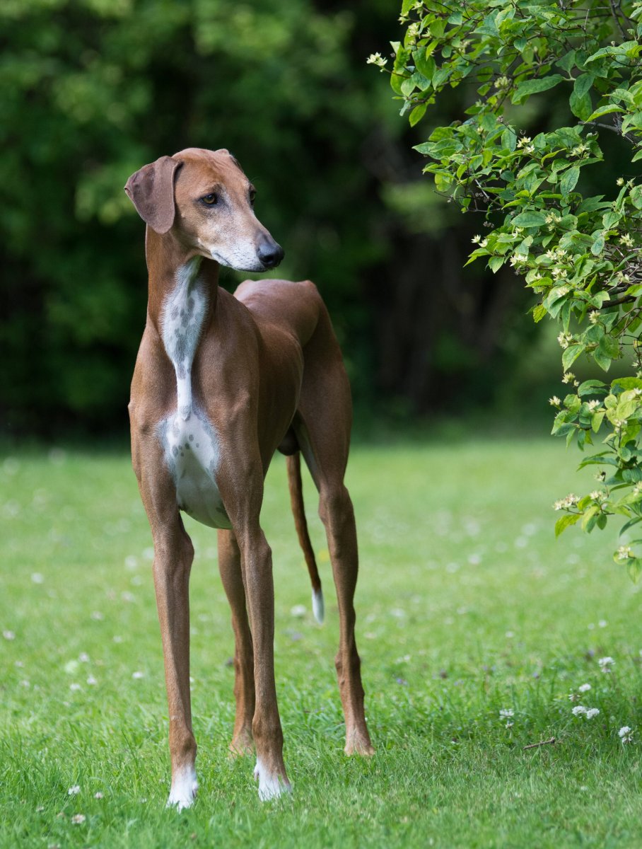 Гончая Азавак