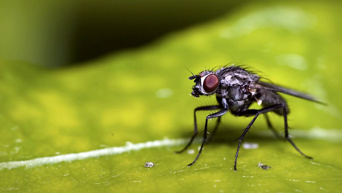 Фон для презентации по биологии насекомые Двукрылые