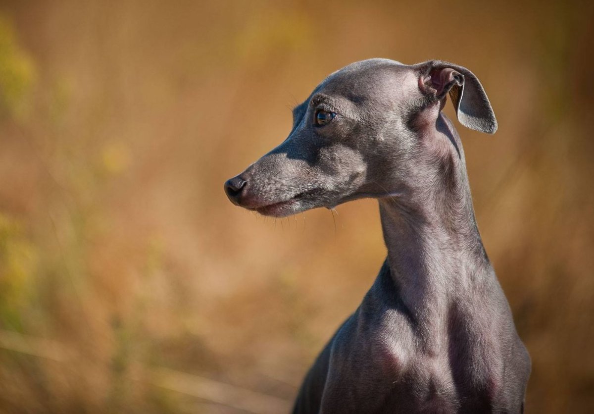 Итальянская Левретка