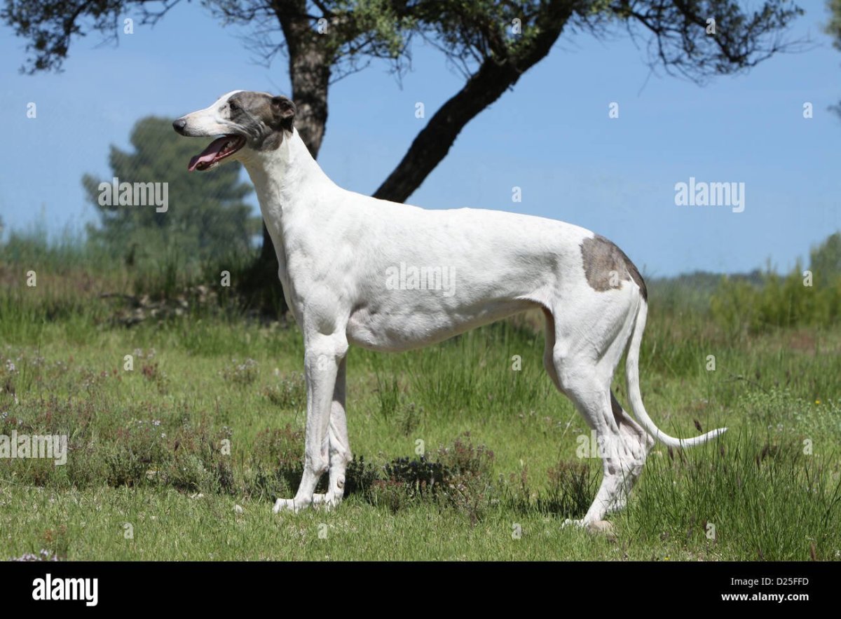 Охотничьи собаки породы Грейхаунд