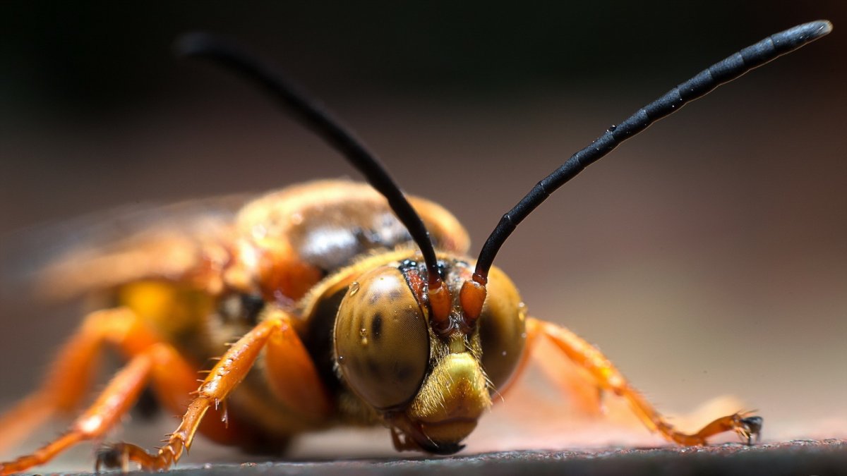 Муравьиный Шершень