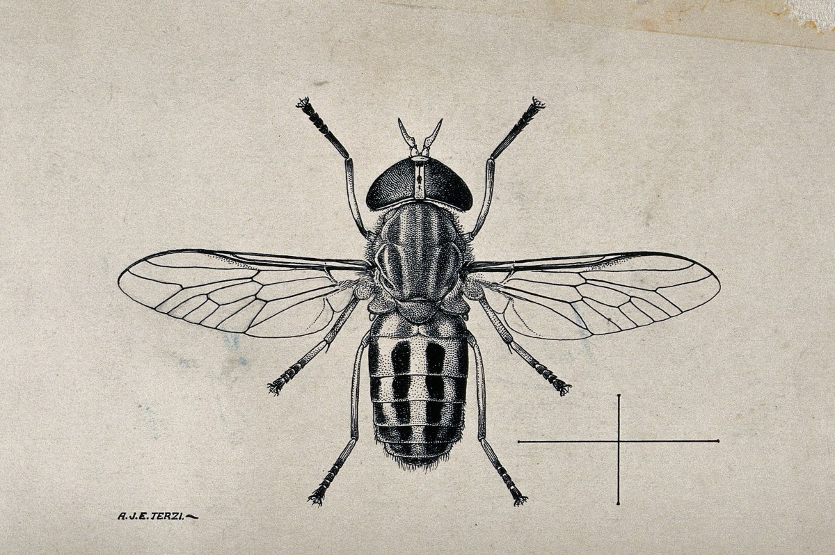 Кровососущие насекомые Овод