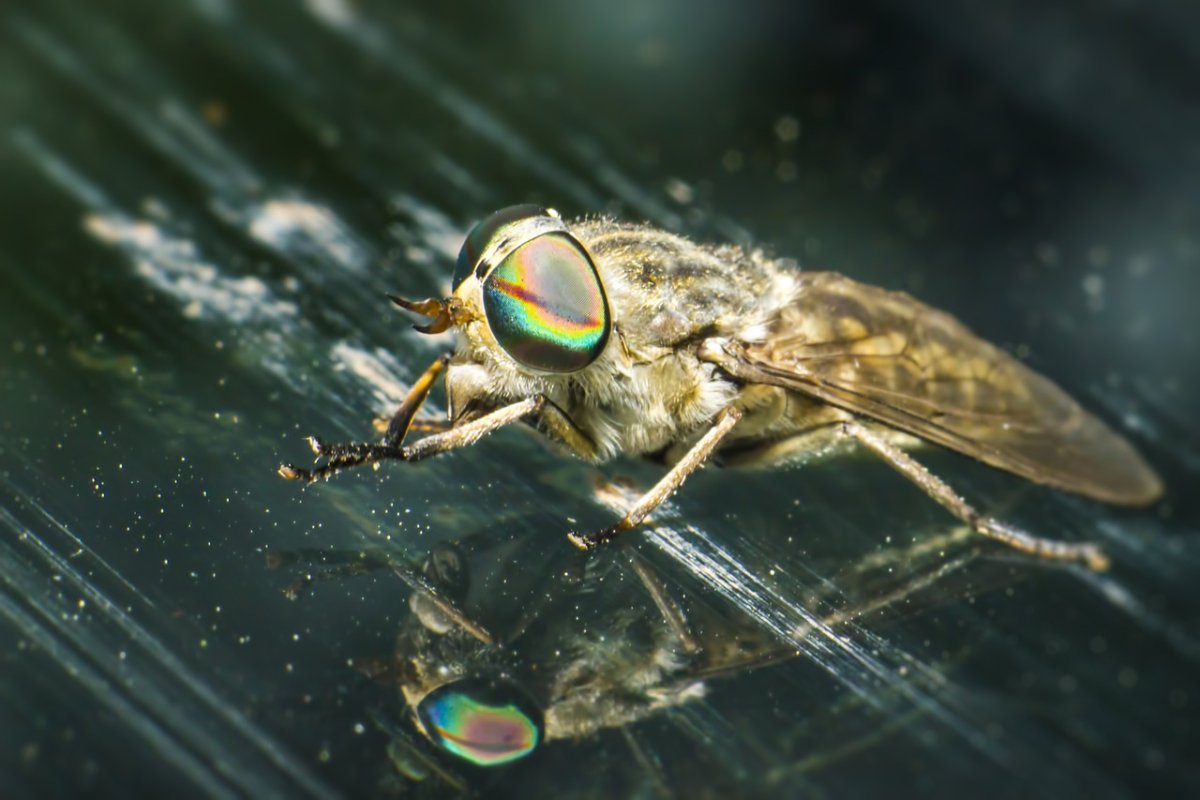 Гнус слепни комары мошки