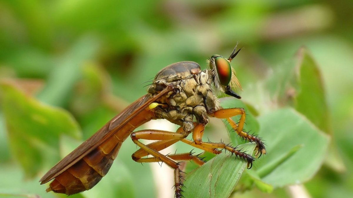 Украинская Степная пчела