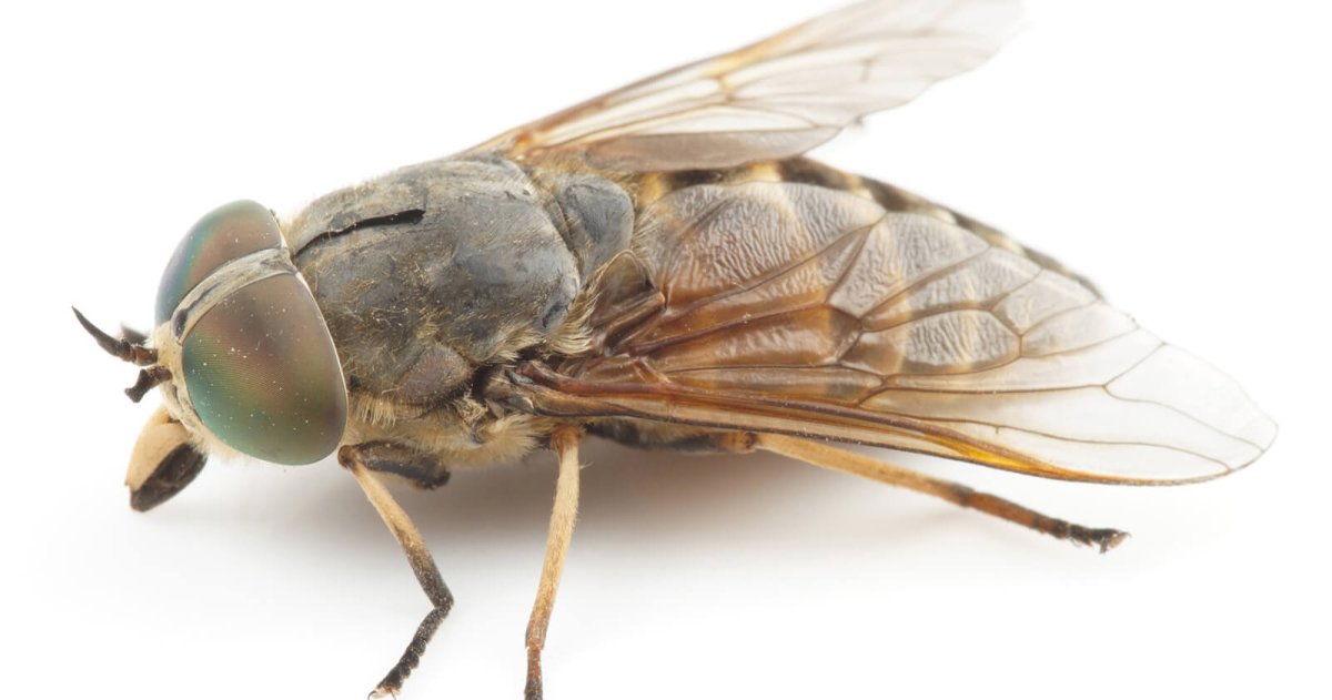 Лошадиный Овод Gasterophilus intestinalis