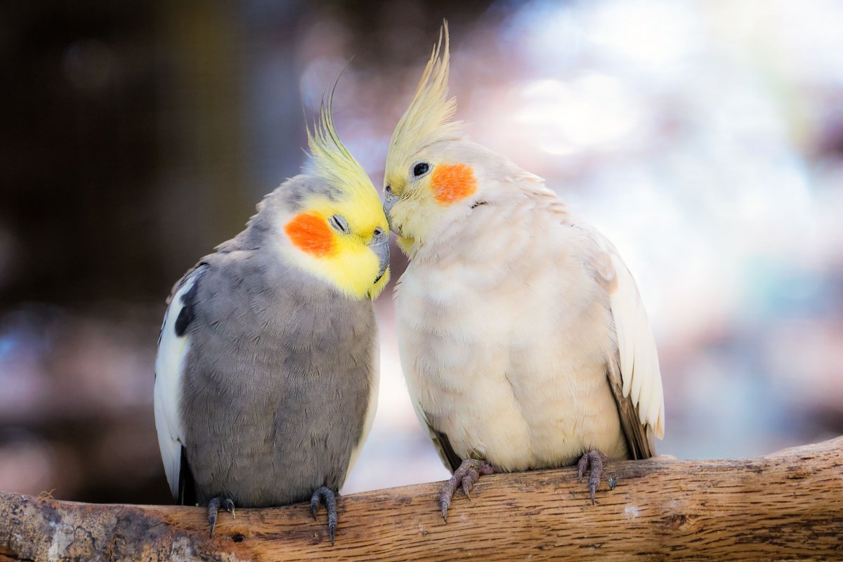 Попугай корелла