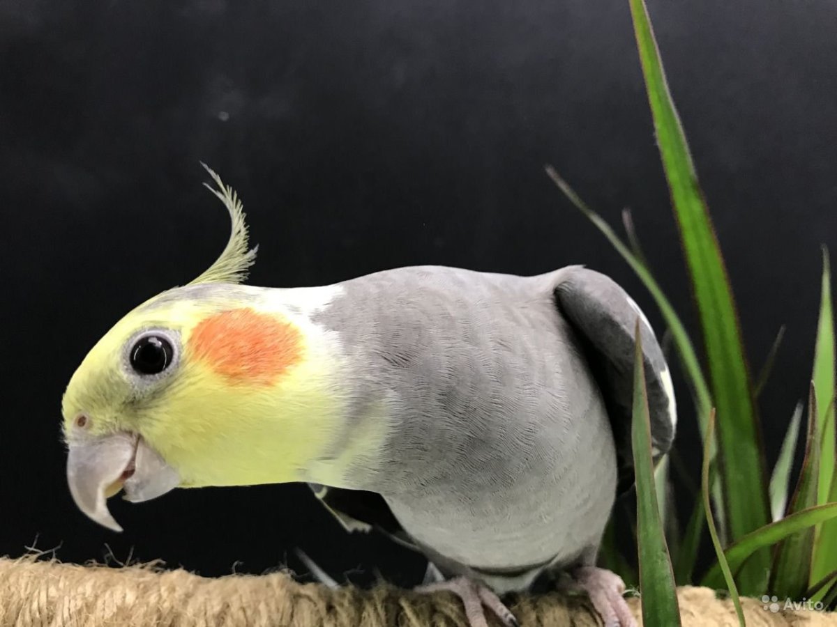 Корелла альбинос