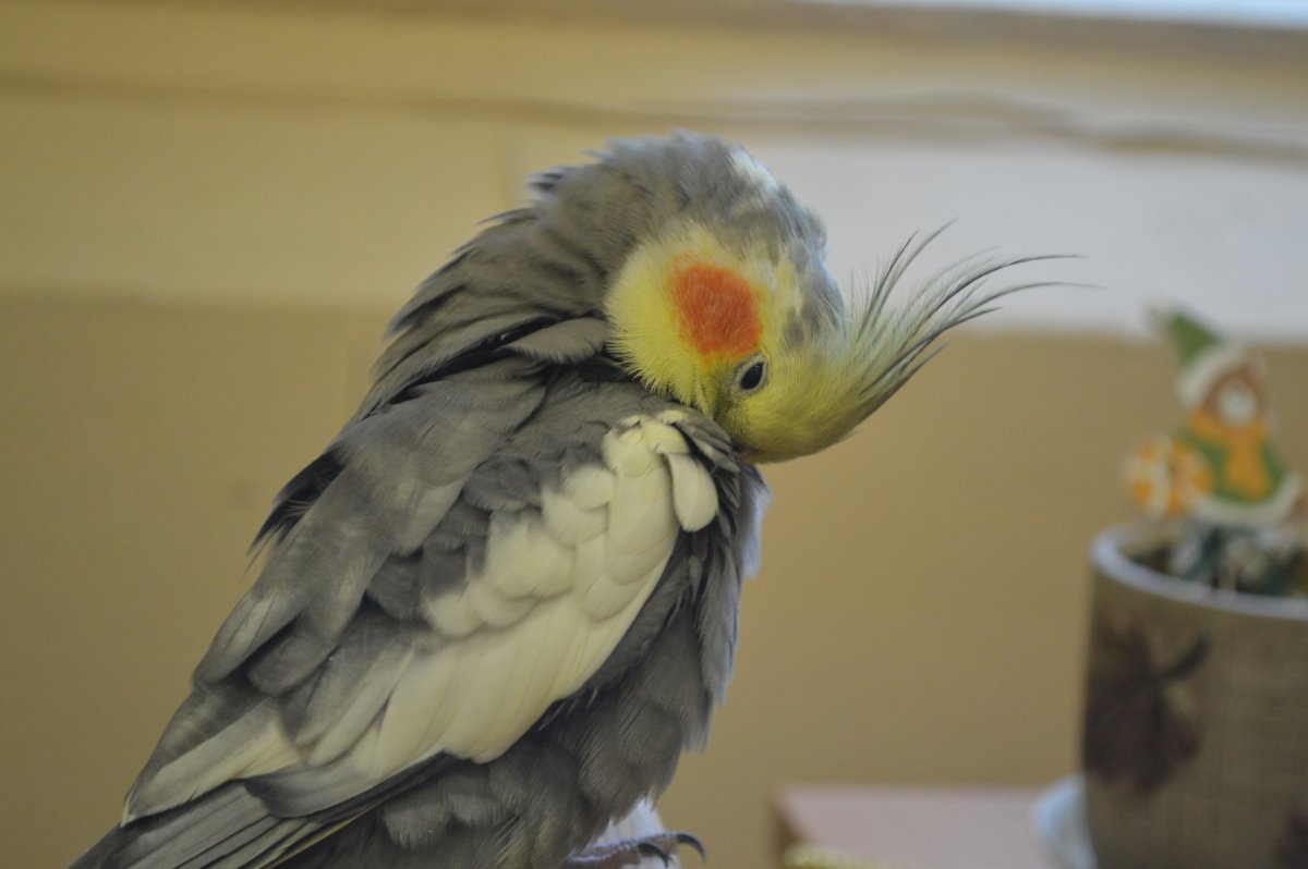 Бело желтый попугай