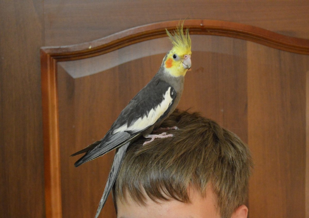 Попугай корелла нимфа серая