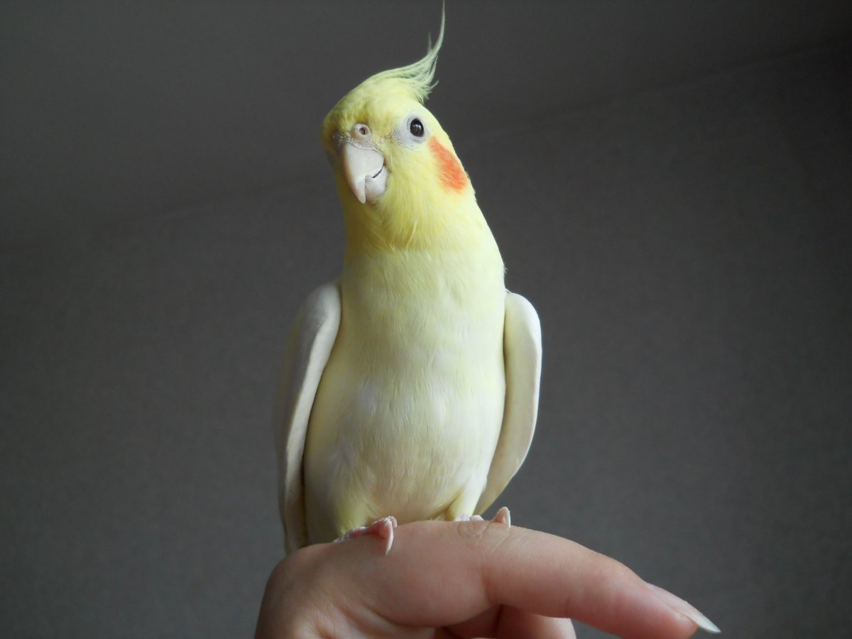 Корелла попугай лютино самец