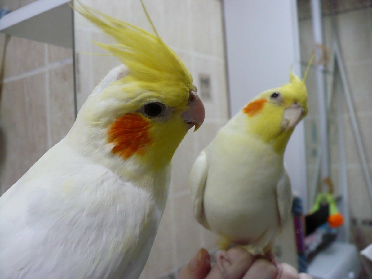 2 Попугай корелла