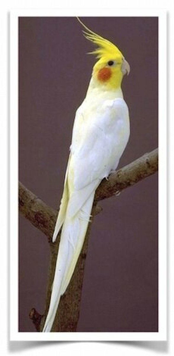 Корелла портрет