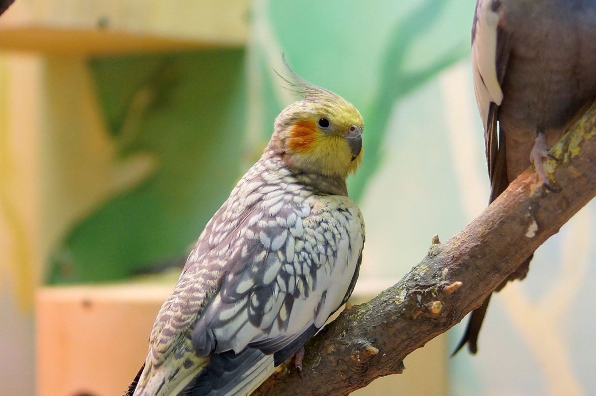 Испуганный попугай корелла