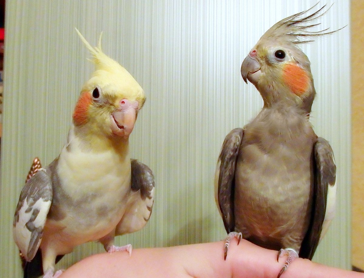 Попугай корелла