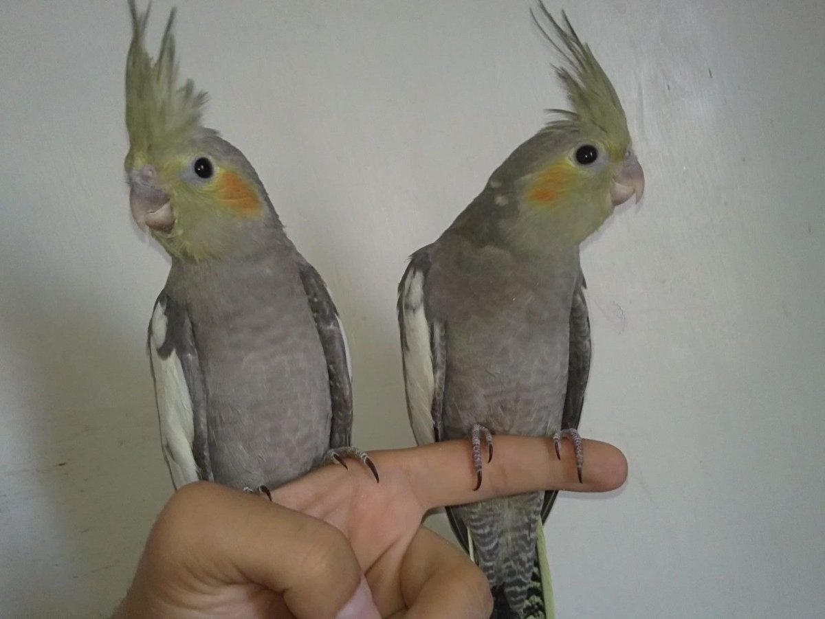 Корелла и волнистый попугай вместе