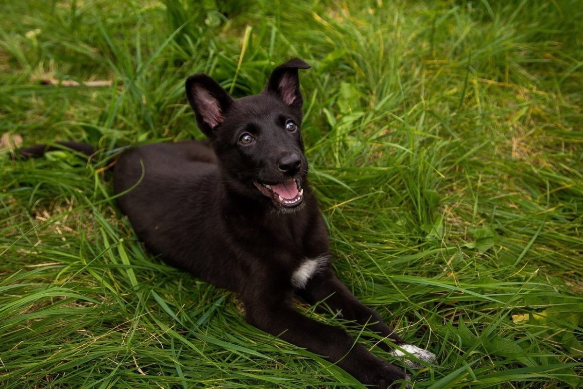 Бельгийская овчарка черная короткошерстная