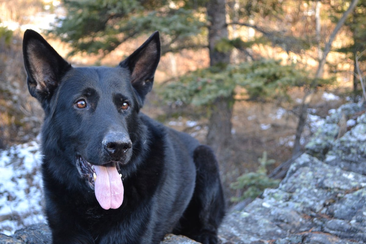 Овчарка черная гладкошерстная Донецкая