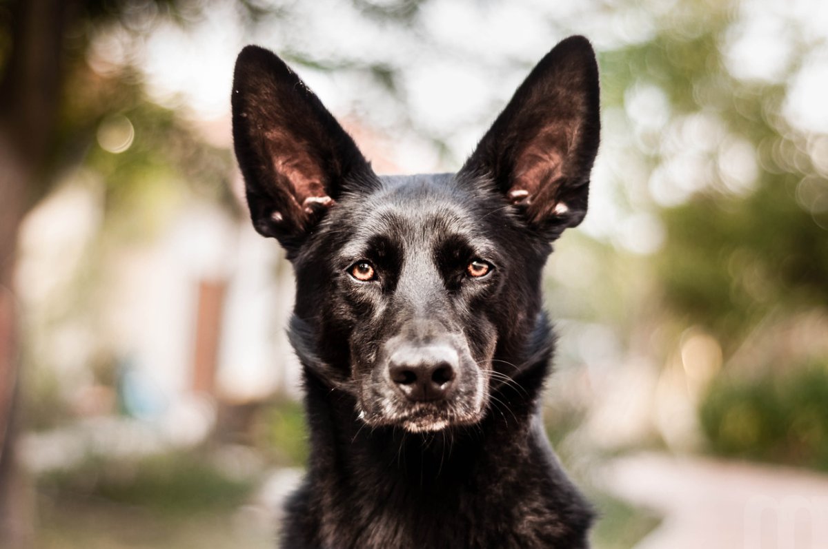 Хердер голландская овчарка