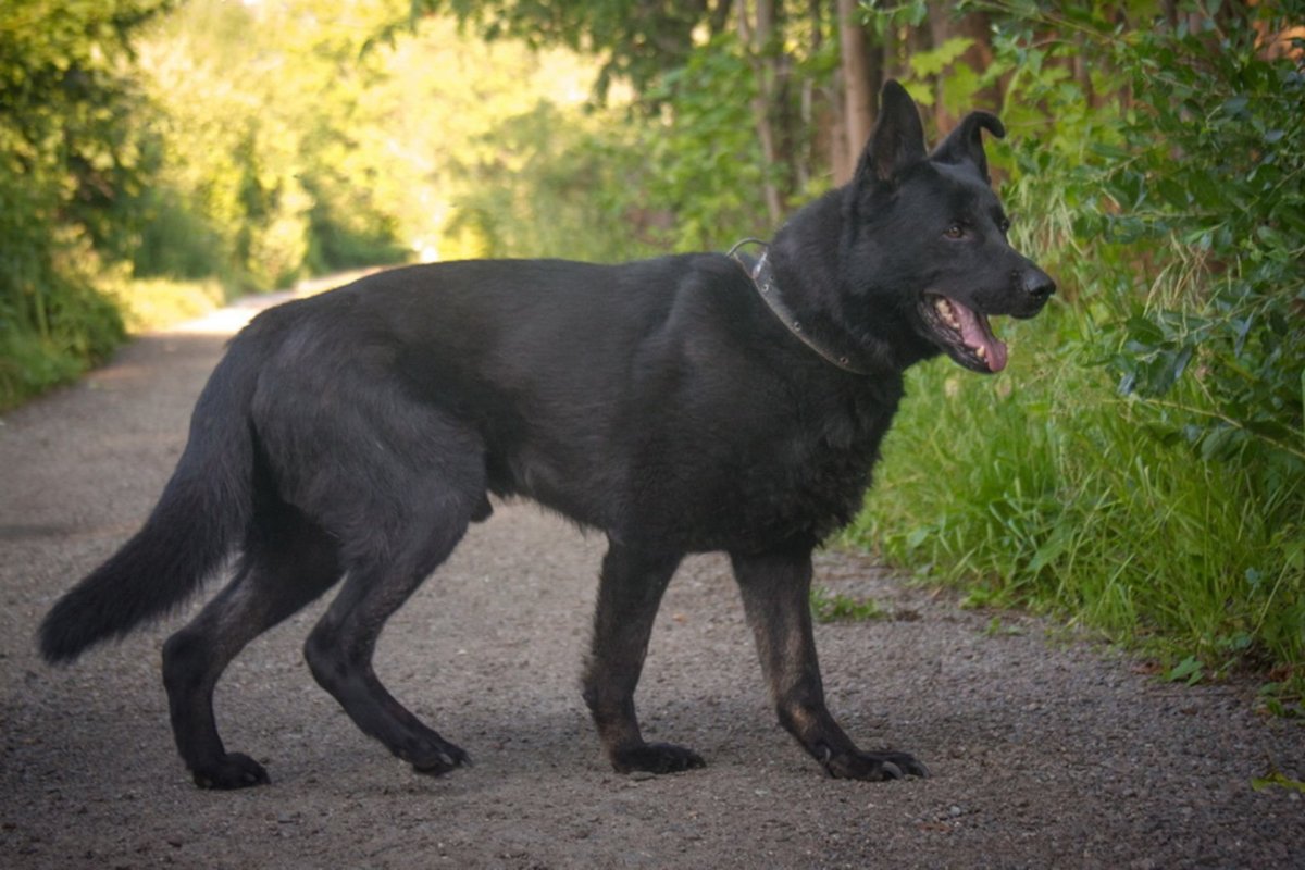 Немецкая овчарка черная