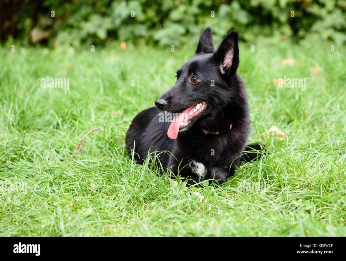 Немецкая овчарка черная короткошерстная