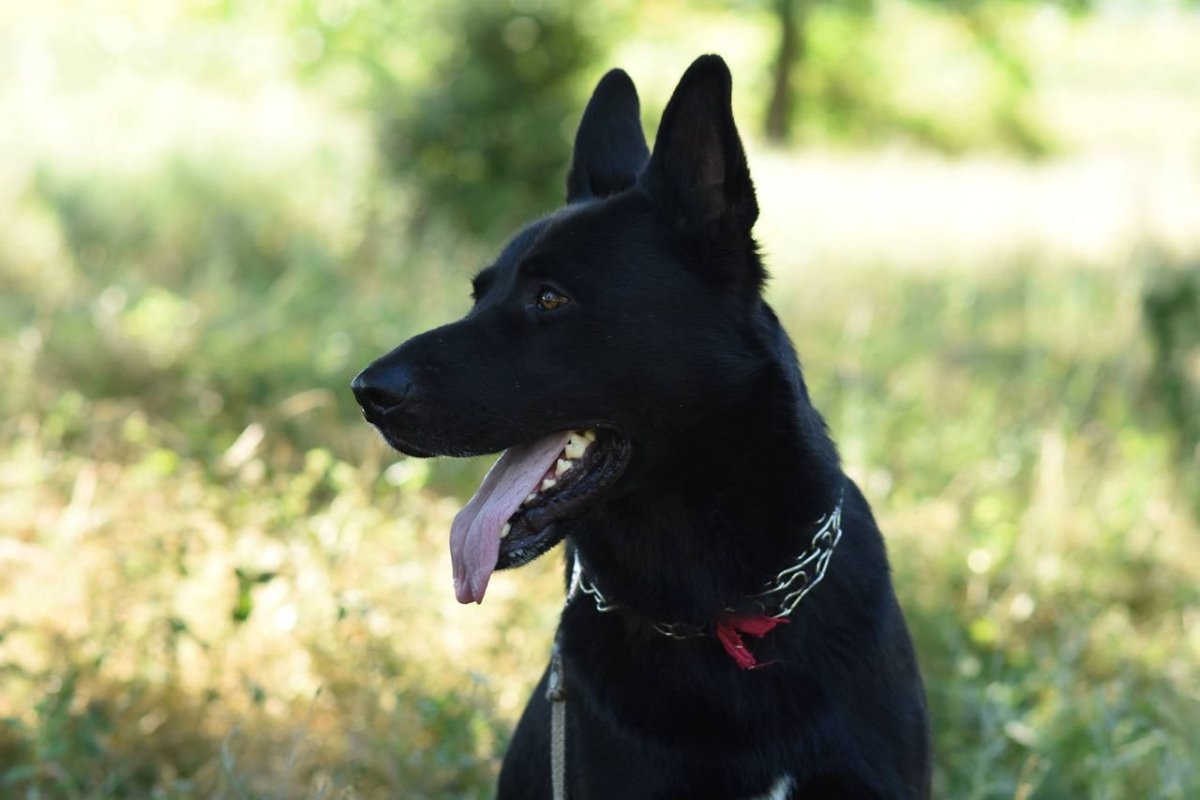 Черная собака с большими ушами