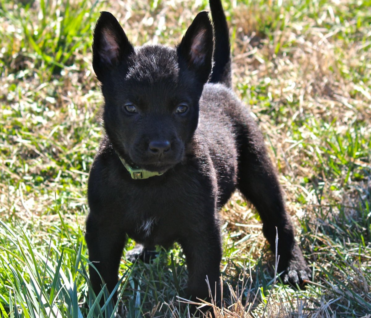 Бельгийская овчарка малинуа черная