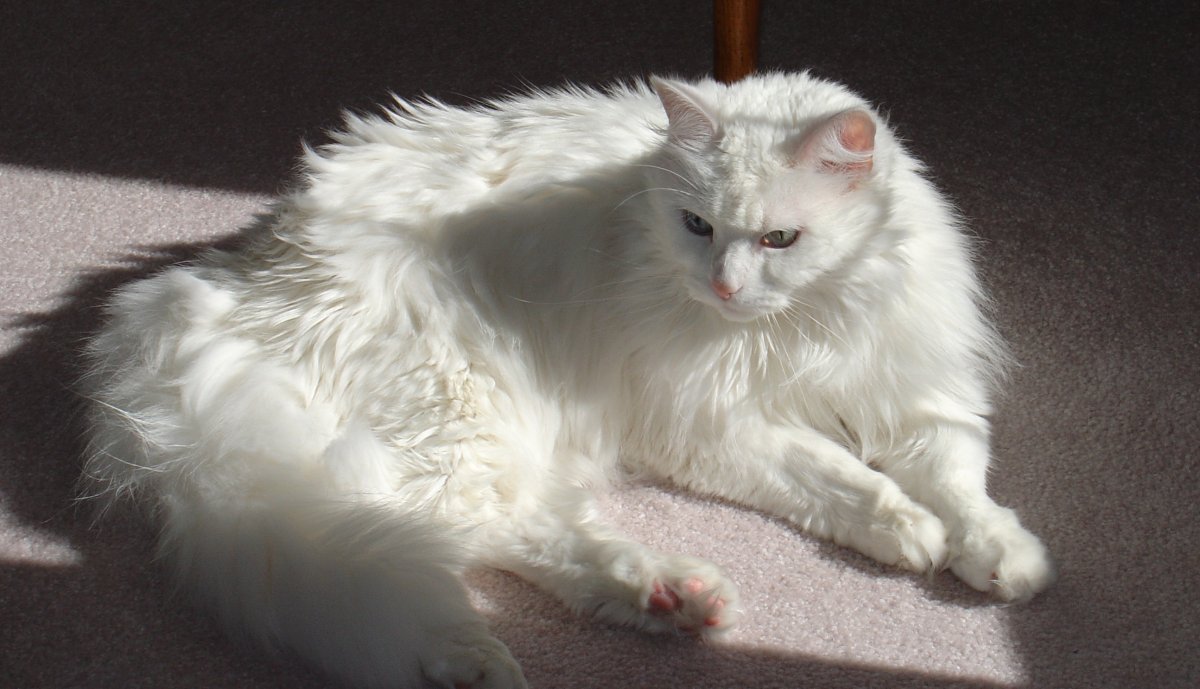 Турецкий Ван кошка