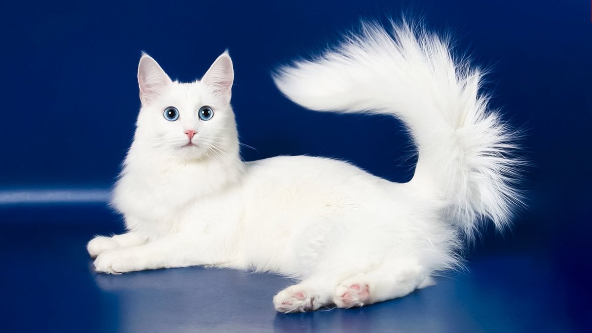 Породы кошек с описанием