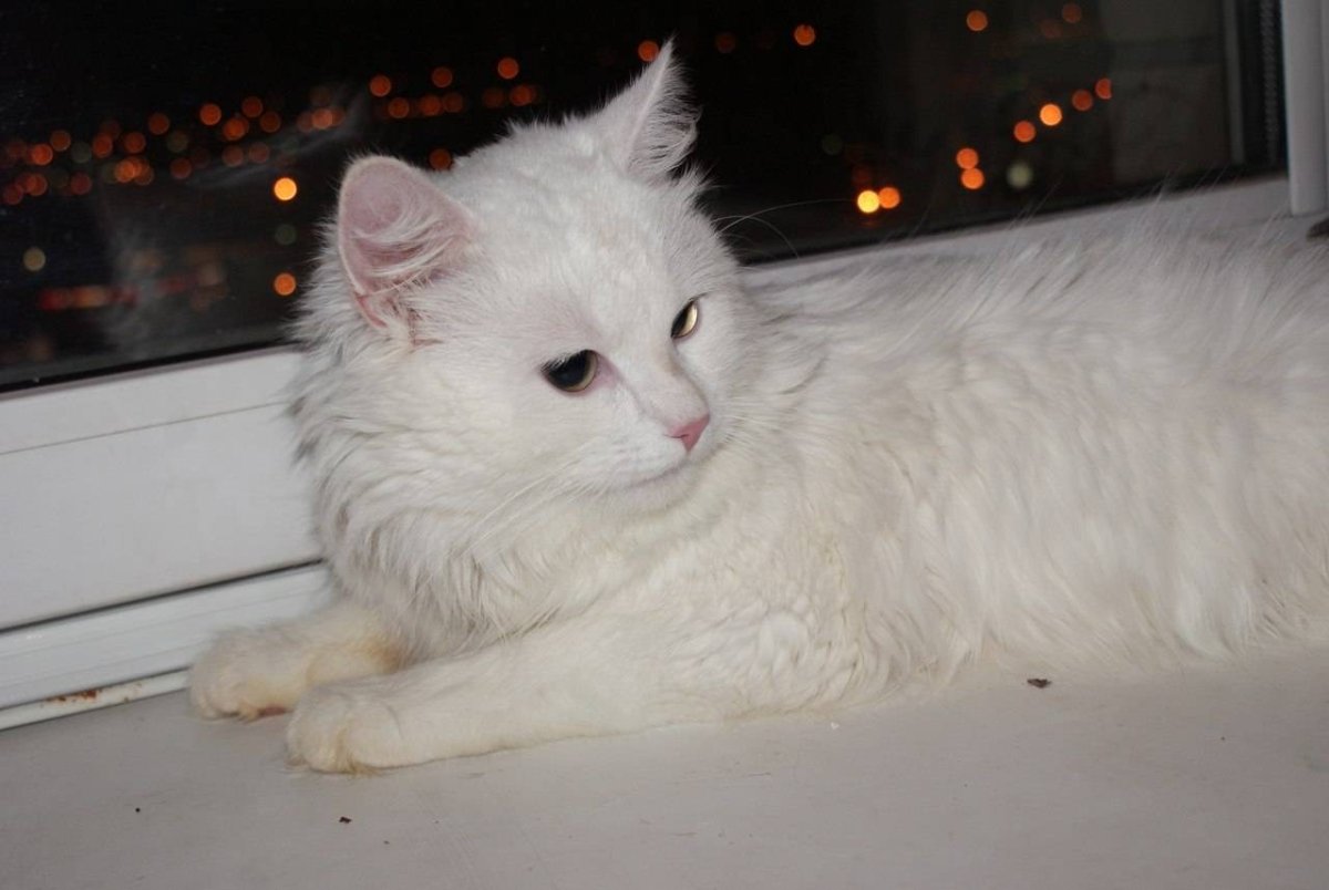 Сиамская ангорская кошка